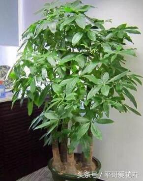 这“玩意”扔盆里,君子兰、兰花、发财树猛长“芽”,场面有点疯