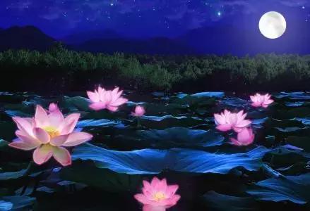 梦里水乡荷塘月色,梦中的额吉葫芦丝荷塘月色