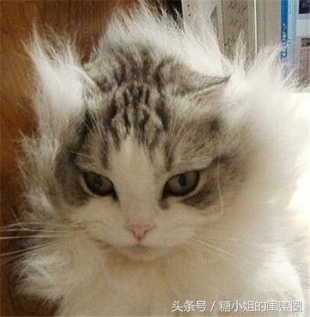 想让头发变得蓬松用什么,想让头发蓬松涂什么