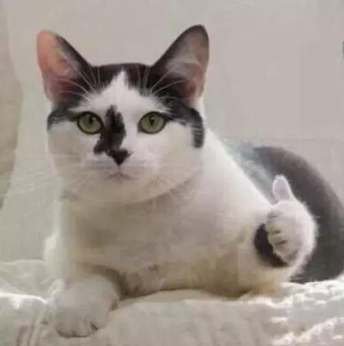 哪里宽带垄断最严重,三大运营商宽带融合套餐对比