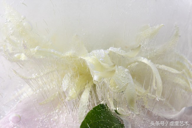 玛丽的冰花园美得让人心碎