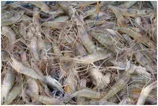 河虾养殖技术视频,河虾哪里养殖最多