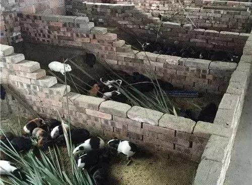 河虾养殖技术视频,河虾哪里养殖最多