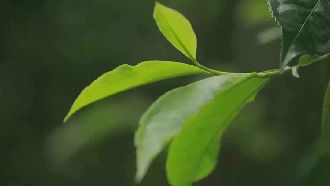 宋聘号老普洱茶价格,宋聘号红标老生茶价格表