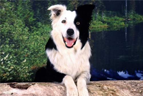 带着汪星人旅游,带汪星人旅游的视频