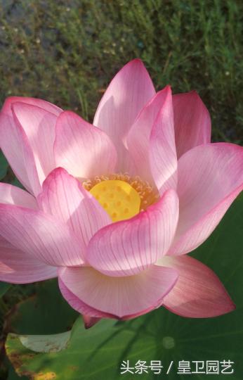 出水芙蓉而淤泥不染什么意思,芙蓉出水一尘不染