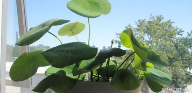 出水芙蓉而淤泥不染什么意思,芙蓉出水一尘不染