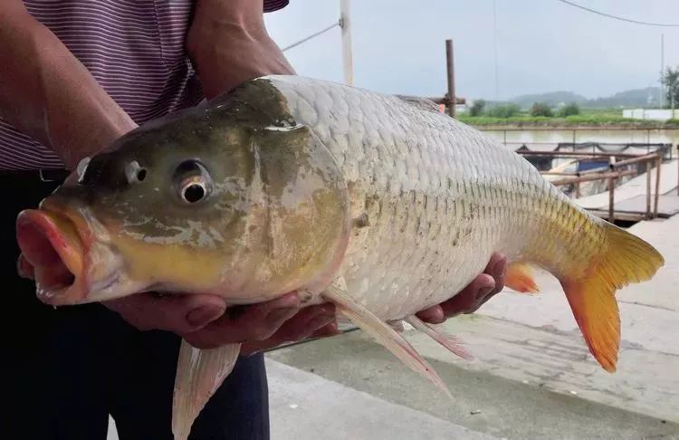 食在广东寻味顺德,食在肇庆