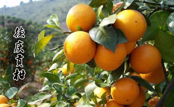 食在广东寻味顺德,食在肇庆