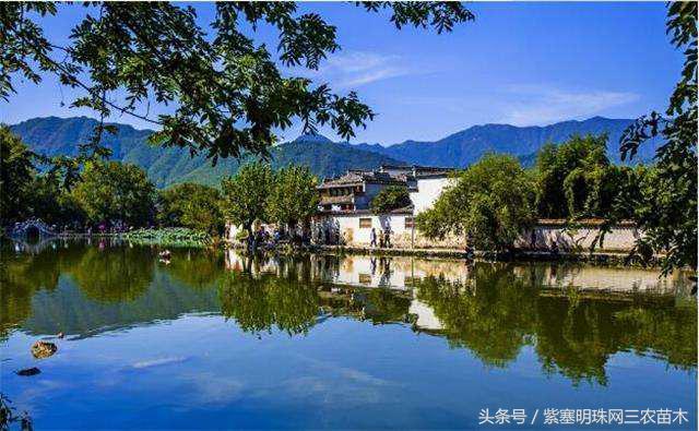 宏村古镇旅游攻略住宿,宏村婺源景德镇旅游攻略