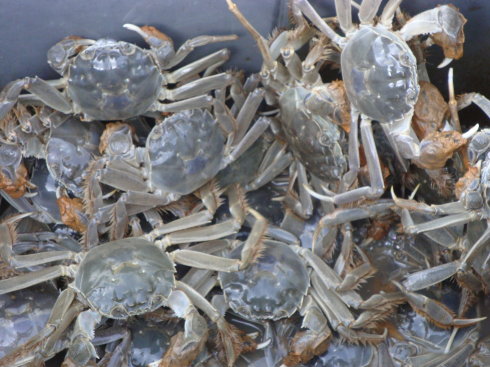 螃蟹爱吃什么怎么养螃蟹,养螃蟹生螃蟹