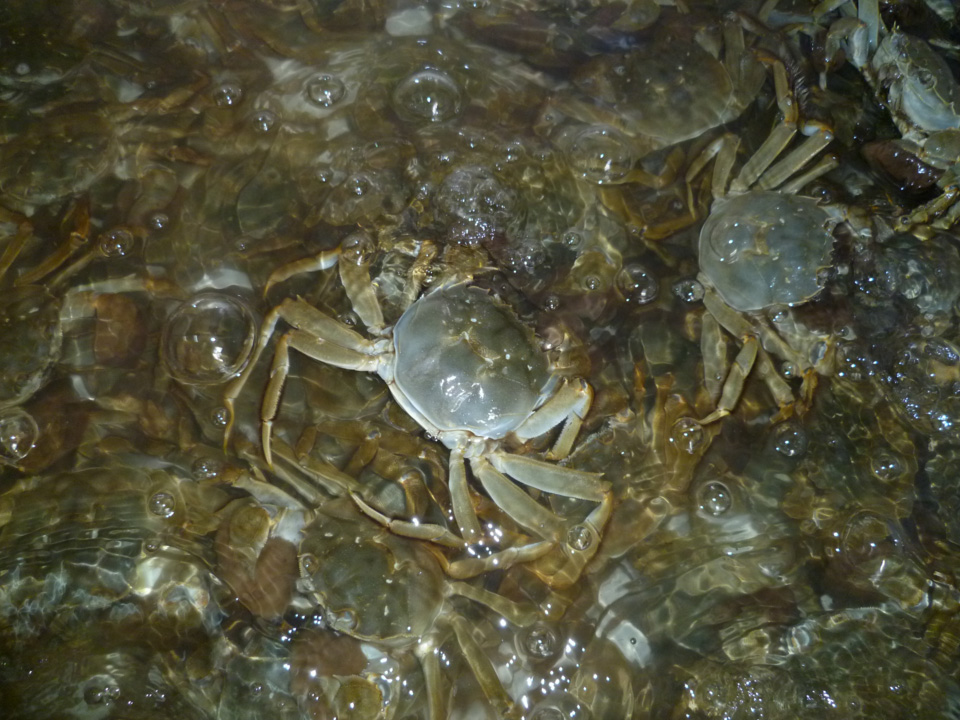 螃蟹爱吃什么怎么养螃蟹,养螃蟹生螃蟹