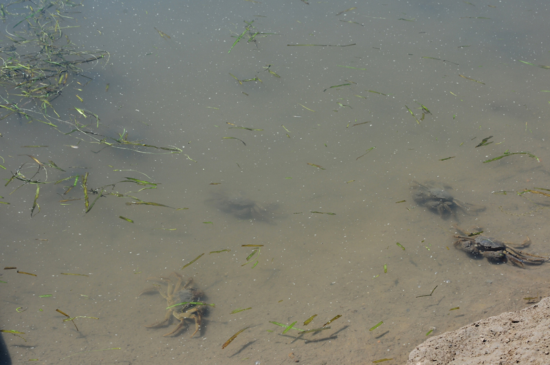 螃蟹爱吃什么怎么养螃蟹,养螃蟹生螃蟹