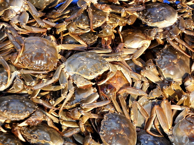 螃蟹爱吃什么怎么养螃蟹,养螃蟹生螃蟹