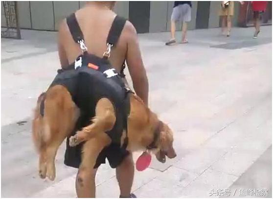 金毛被主人制裁,金毛玩累了躺在地上大喘气