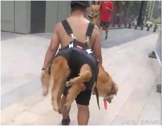 金毛被主人制裁,金毛玩累了躺在地上大喘气