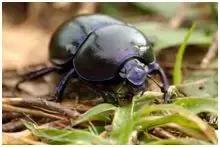 湖北特种养殖致富项目,特种养殖赚钱项目