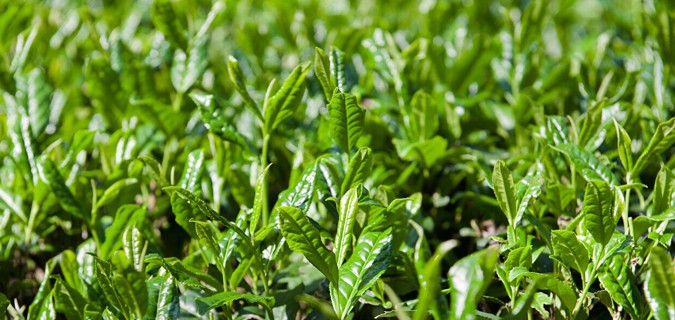 西湖龙井四大品牌图片,西湖龙井六大茶种