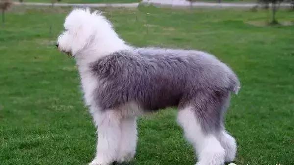 我是古牧,不叫多乐士!「科瑞卡爱宠」