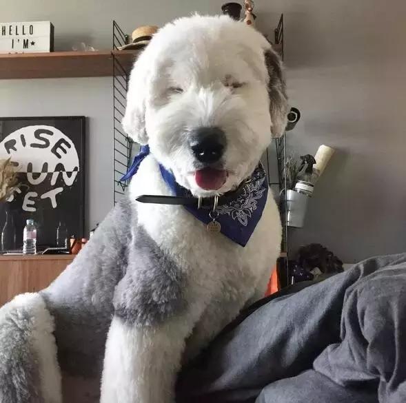 我是古牧,不叫多乐士!「科瑞卡爱宠」