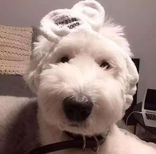 我是古牧,不叫多乐士!「科瑞卡爱宠」