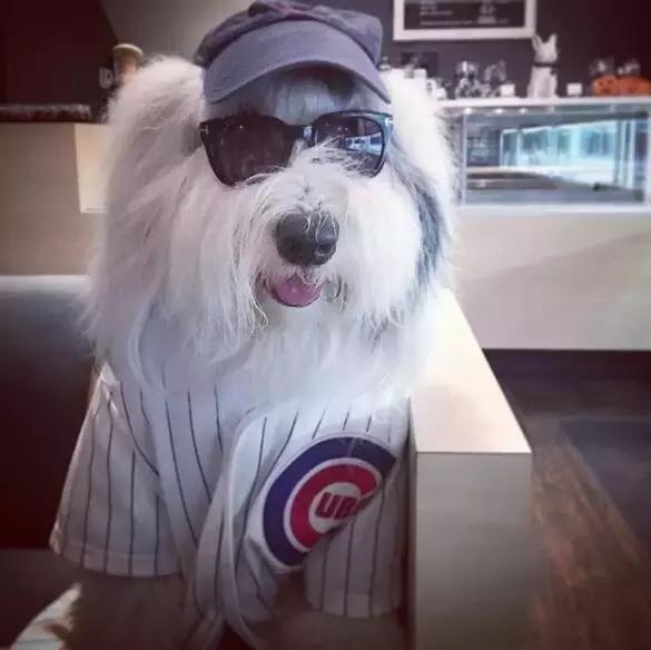 我是古牧,不叫多乐士!「科瑞卡爱宠」