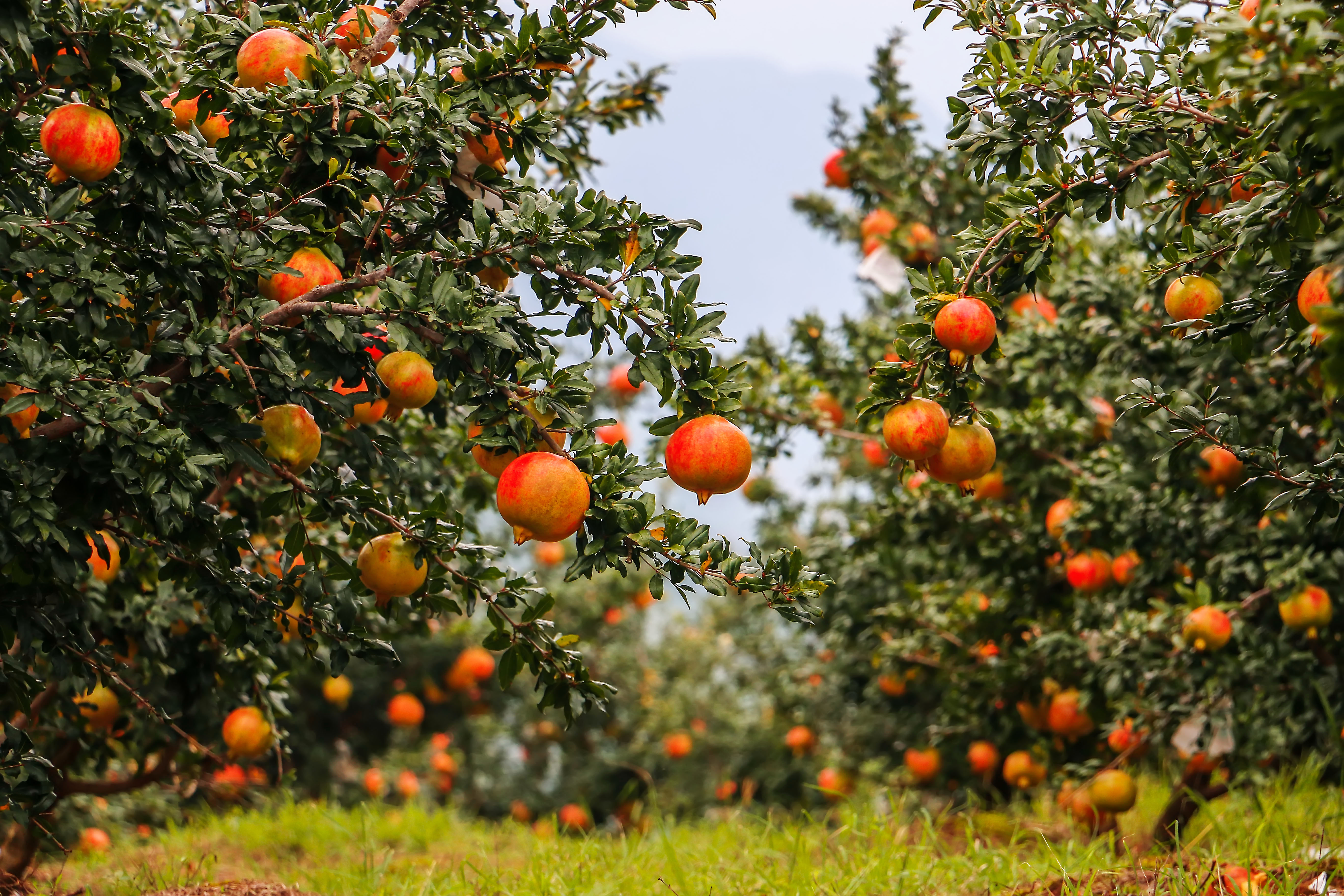 “可以吃的雅诗兰黛”？当季正大量上市，女性朋友特别注意了