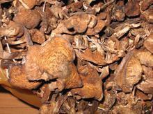 干蘑菇长白色绒毛还能吃？这些处理小妙招了解一下