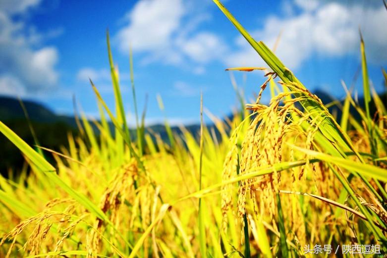 梯田叠嶂入云霄,稻谷飘香庆丰年,汉阴稻香旅游节在凤堰梯田启动