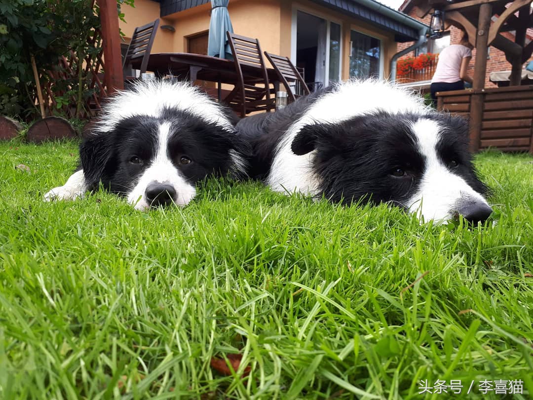 边牧狗狗有多聪明,边牧属于智商高的狗吗