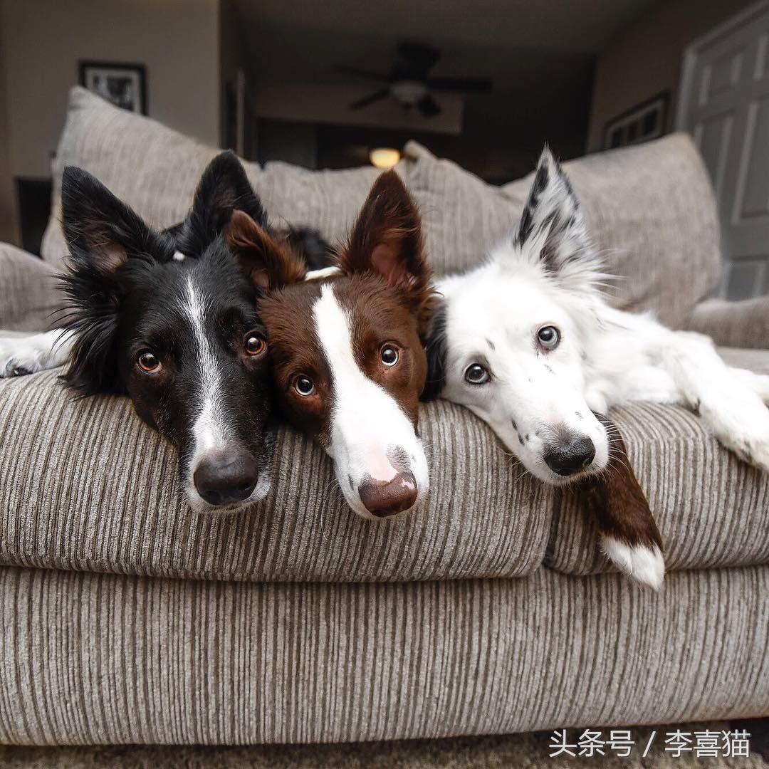 边牧狗狗有多聪明,边牧属于智商高的狗吗