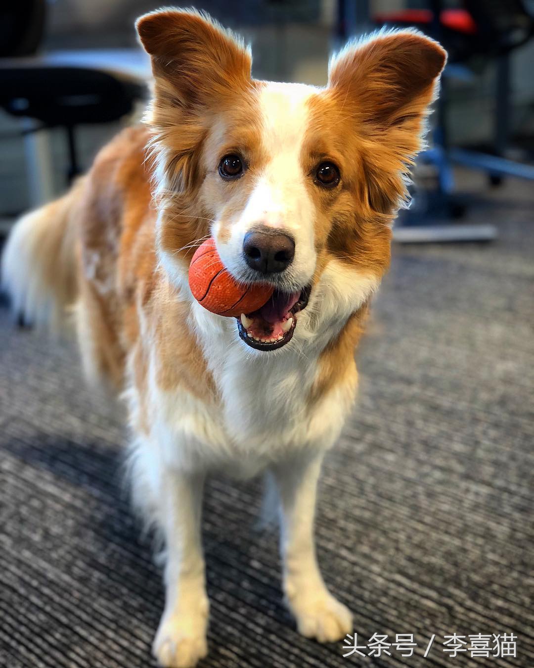 边牧狗狗有多聪明,边牧属于智商高的狗吗