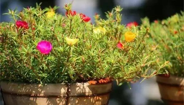 油烟机的废油别扔留下省钱又实用,抽油烟机排出废油可以当花肥料