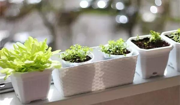 油烟机的废油别扔留下省钱又实用,抽油烟机排出废油可以当花肥料