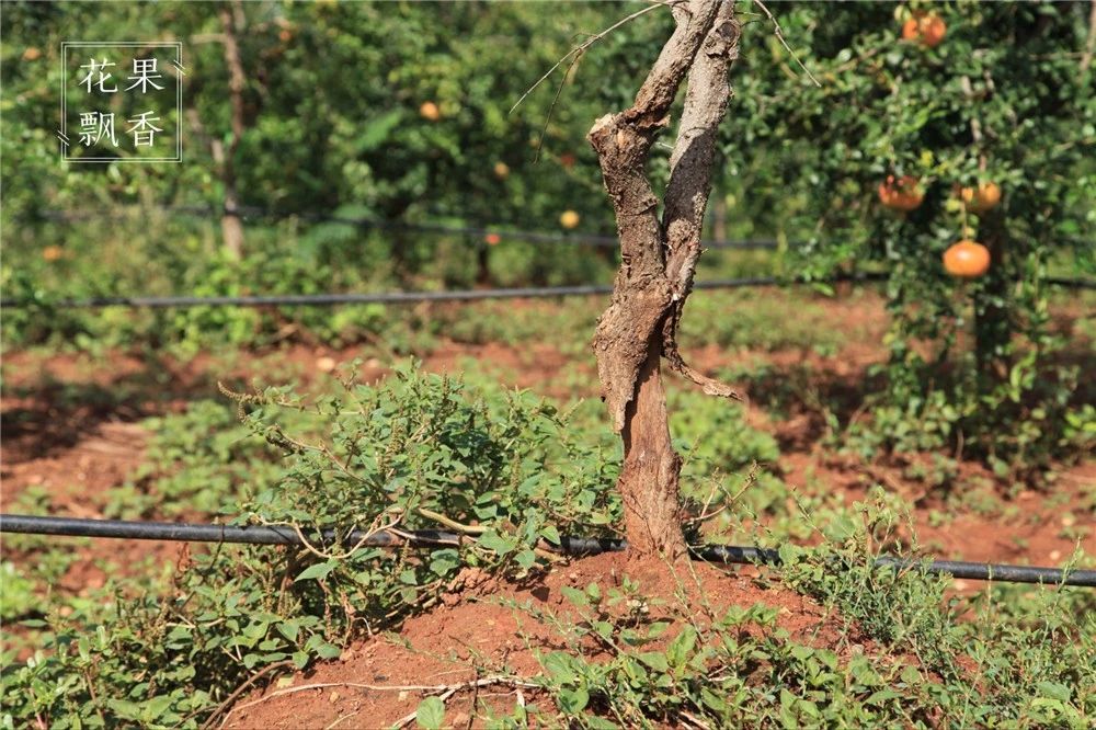 问曹老师，究竟哪些地方才适合发展软籽石榴？