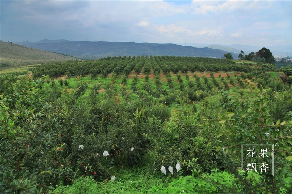 问曹老师，究竟哪些地方才适合发展软籽石榴？