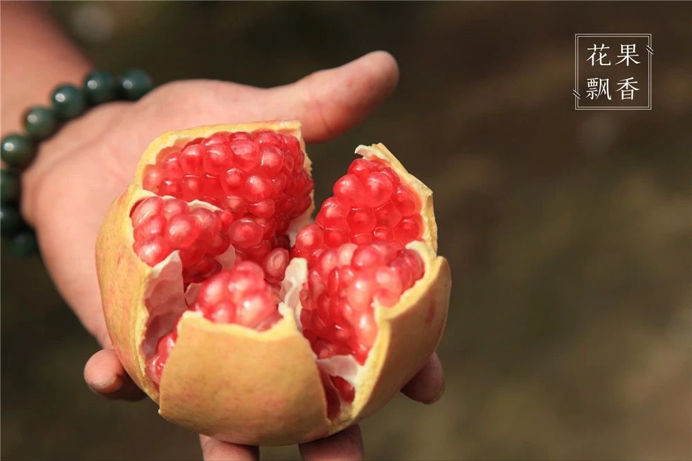 问曹老师，究竟哪些地方才适合发展软籽石榴？