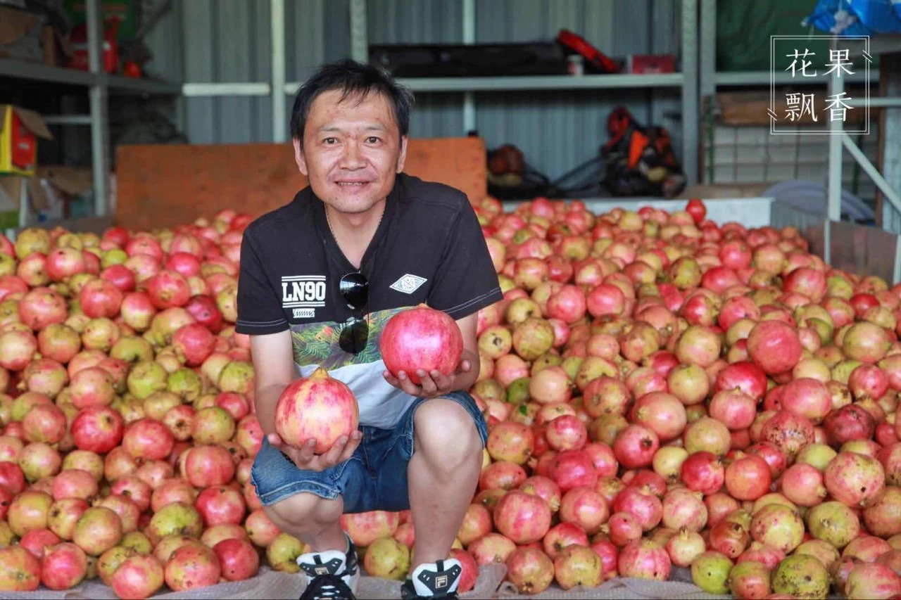 问曹老师，究竟哪些地方才适合发展软籽石榴？