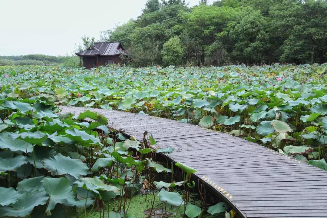 沙家浜芦苇荡游玩体验感想,沙家浜风起芦苇荡
