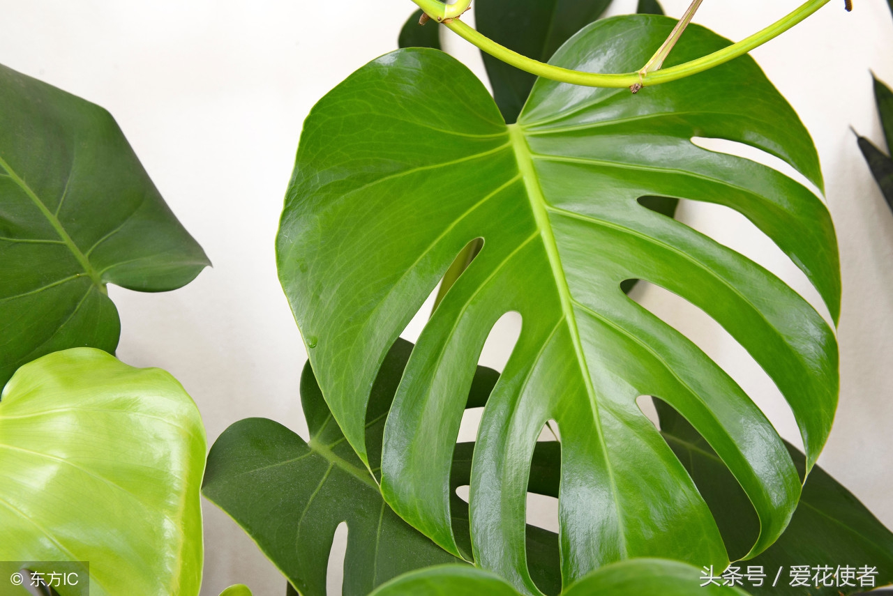 哪种植物吸收甲醛效果最好,车上放什么植物吸收甲醛最好