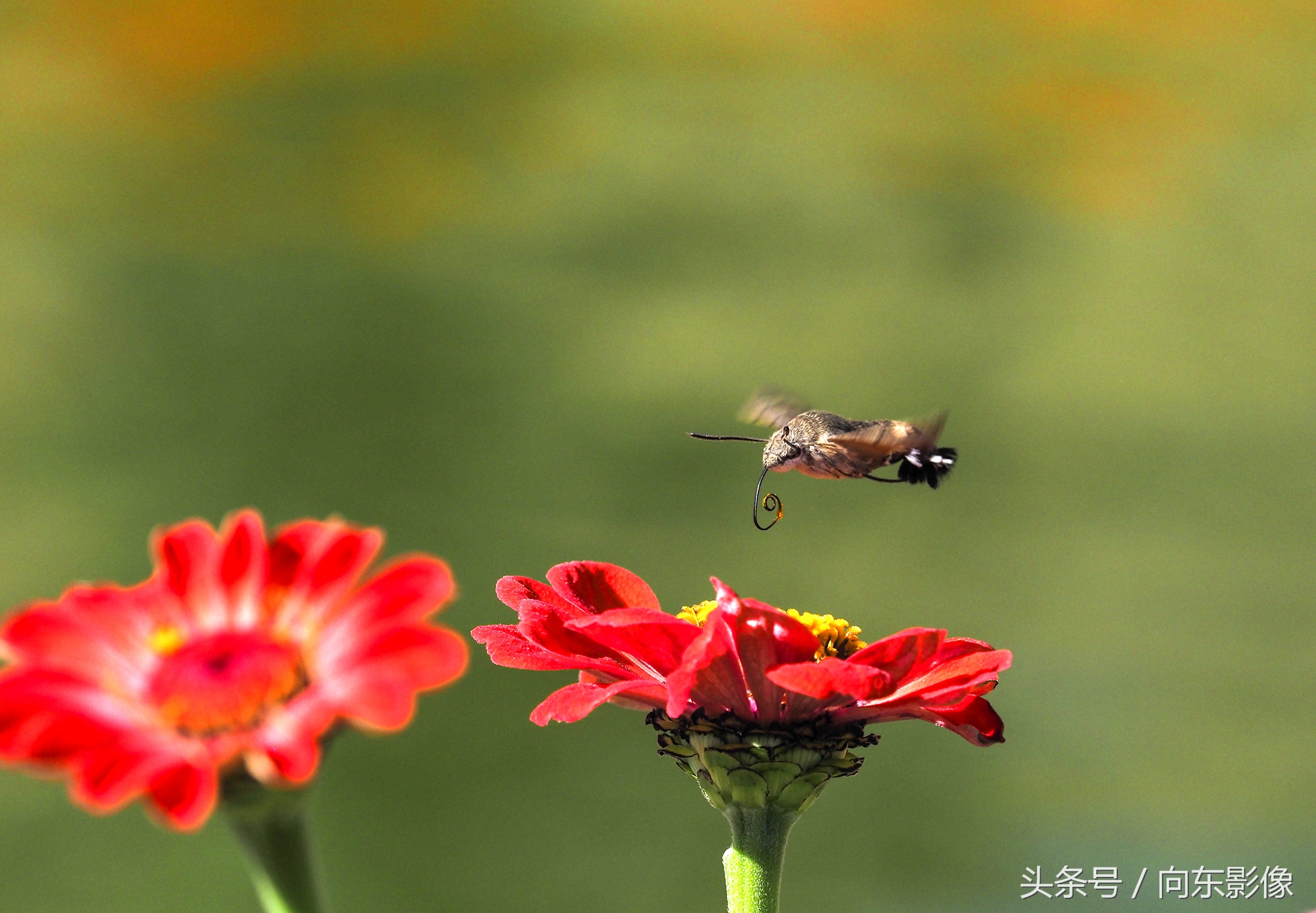 奥林巴斯配什么镜头,奥林巴斯配曲