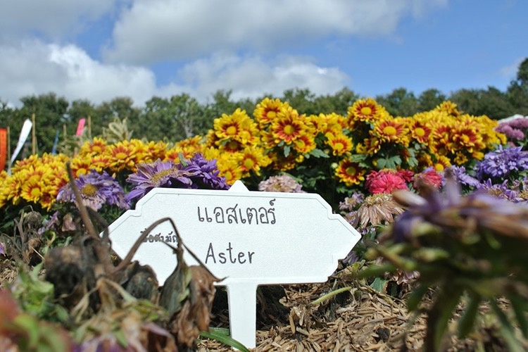 帕劳现在落地签吗,帕劳最佳落地签