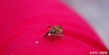 蜜蜂冬天如何在蜂箱里过冬呢,冬眠的动物会拉屎吗