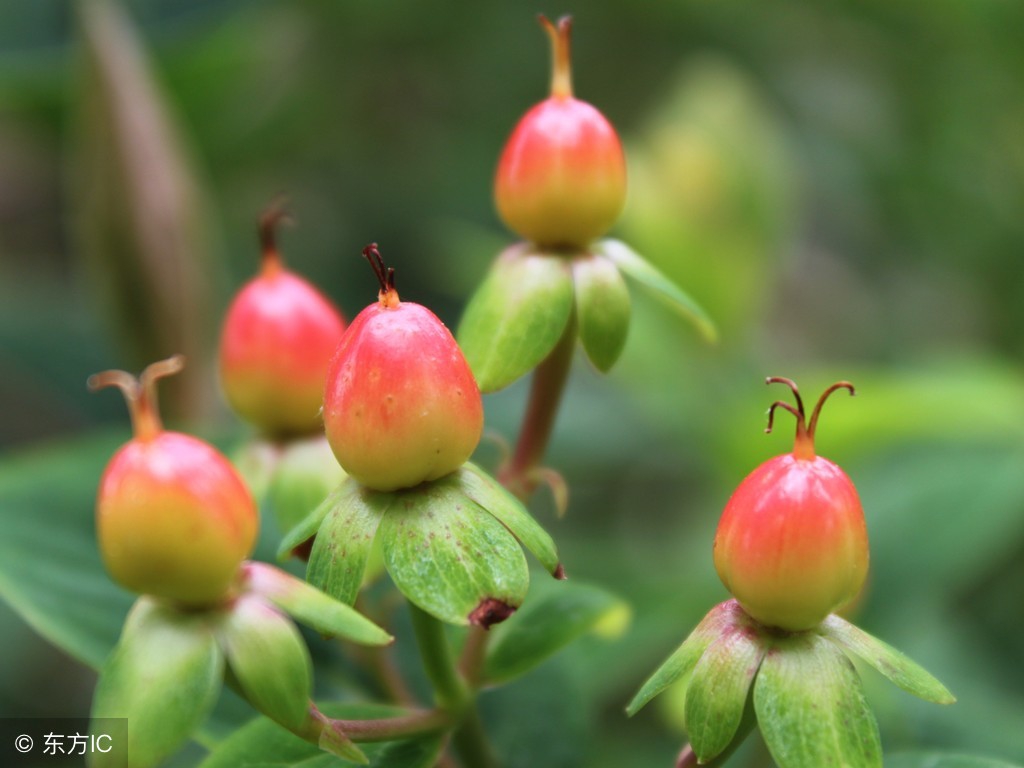 更年期吃什么补激素最有效的,更年期如何减少激素影响