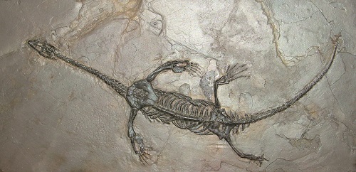 潜龙出世——传说怪兽的现实倒影