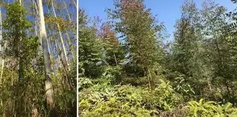 纸巾真的零漂白吗,纸巾用本色还是漂白