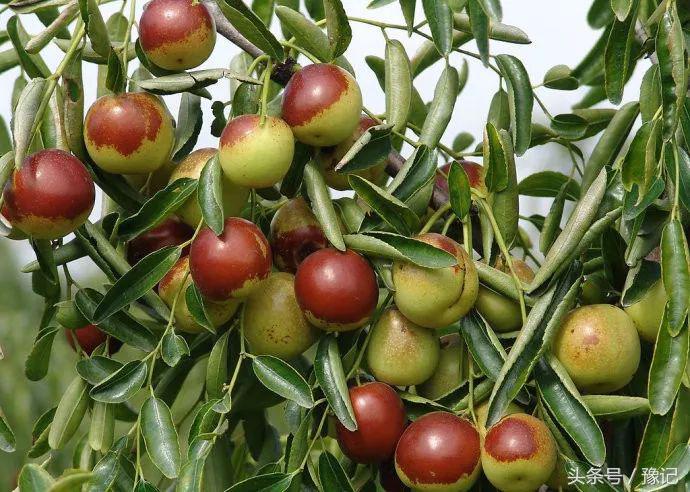 五一小长假必买十大特产,十一国庆河南旅游攻略