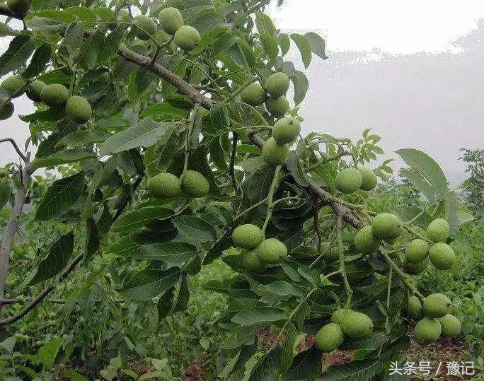 五一小长假必买十大特产,十一国庆河南旅游攻略