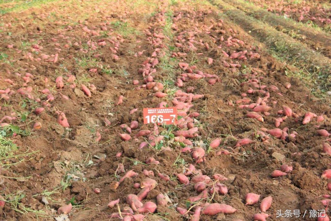 五一小长假必买十大特产,十一国庆河南旅游攻略