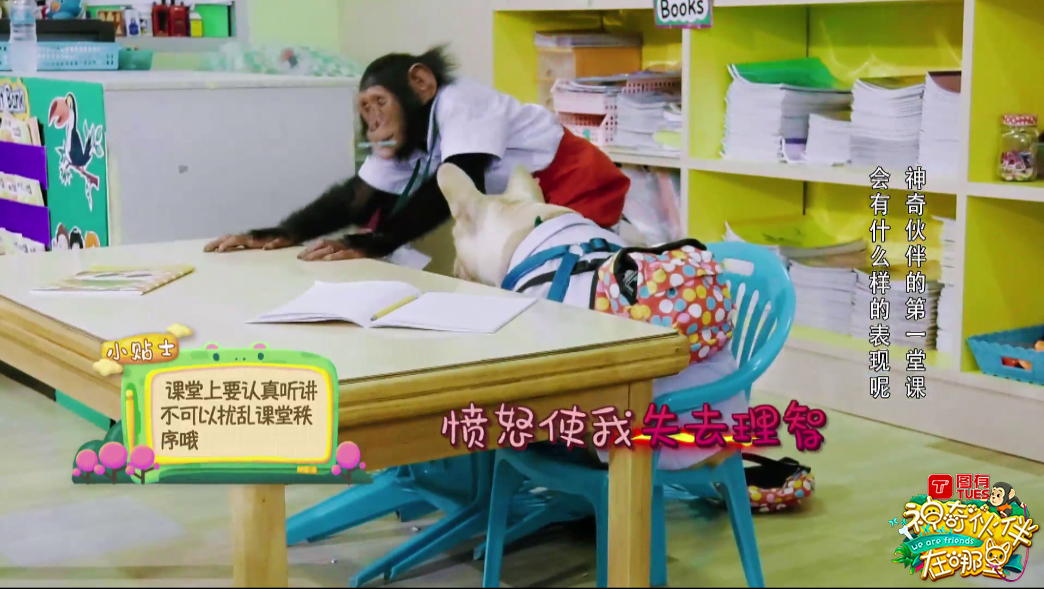 这档动物互动秀有什么治愈“疗法”？解读《神奇伙伴》快乐密码